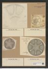 Aulacodiscus angulatus Grev. (de-Toni-Nr.: Genus 182, Species 4505) Zeichnungen Sammlung Grunow Nr. 8073 (NHMW-BOT-W0377399)